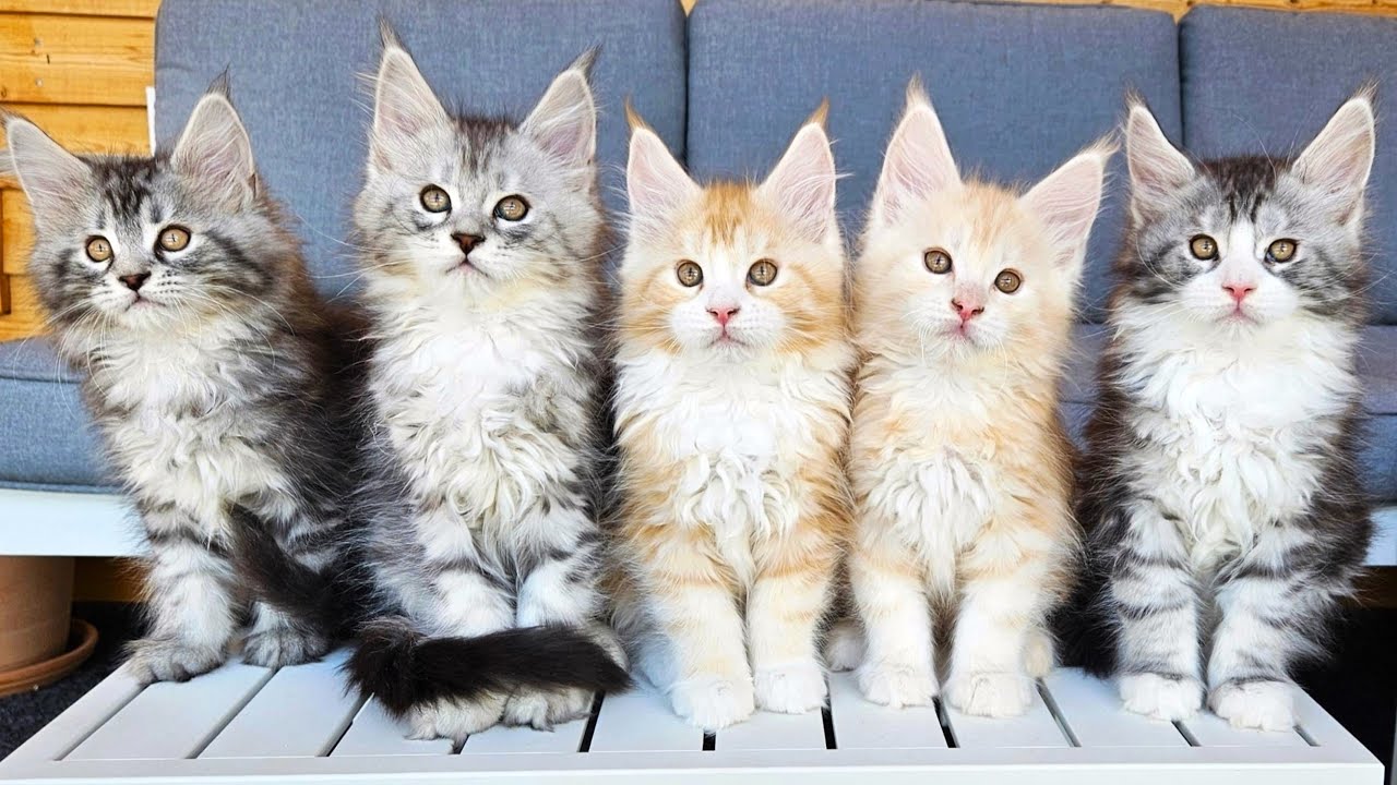 Kittens of 2026